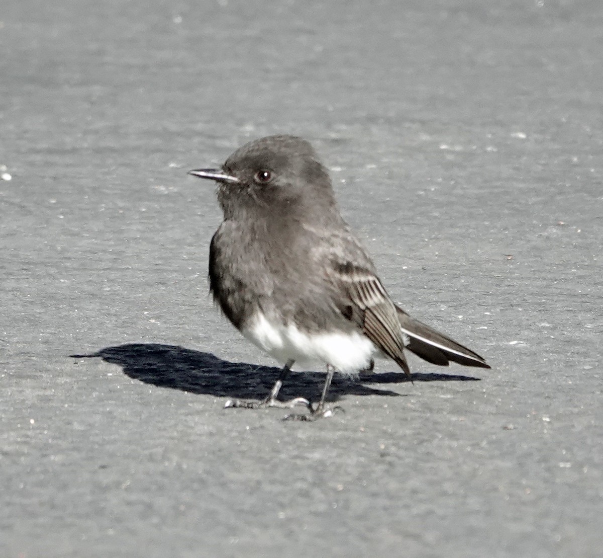 Black Phoebe - ML642838181