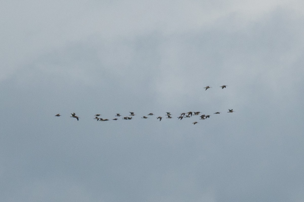Eurasian Curlew - ML642838182