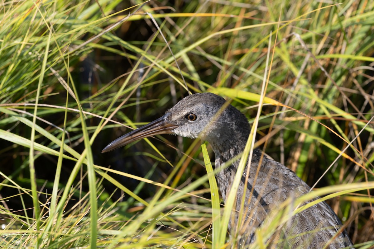 Clapper Rail (Atlantic Coast) - ML642838185
