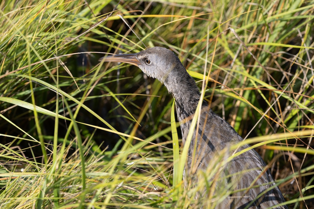Clapper Rail (Atlantic Coast) - ML642838186