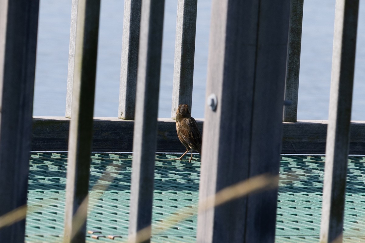 Saltmarsh Sparrow - ML642838190