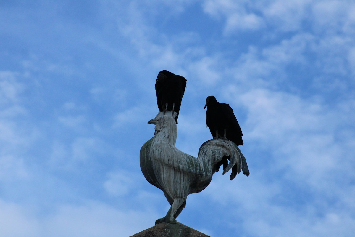 Black Vulture - ML642838194