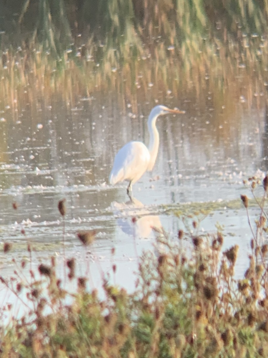 Great Egret - ML642838195