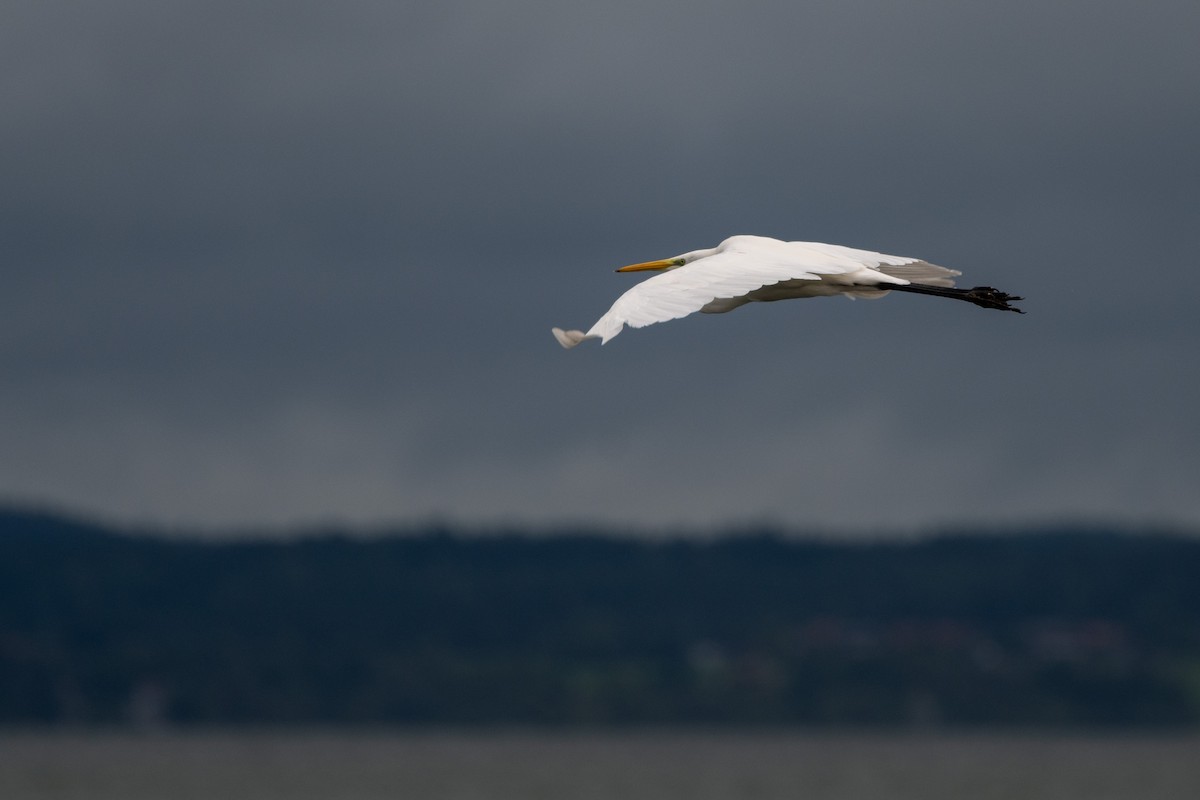 Great Egret - ML642838196