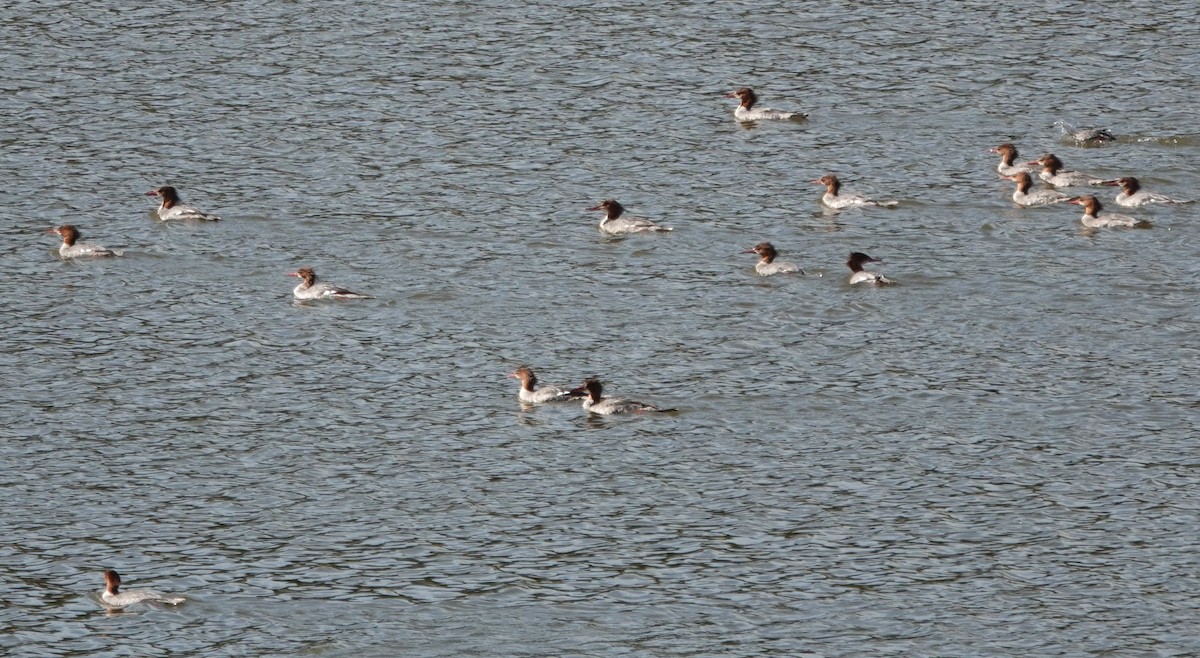 Common Merganser - ML642838197