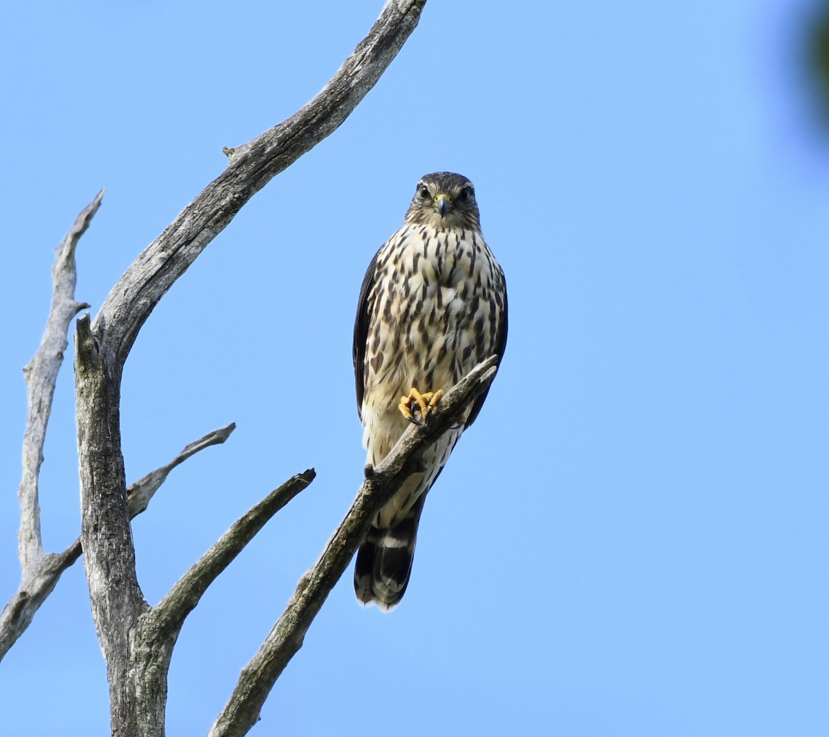 Merlin - ML642838199