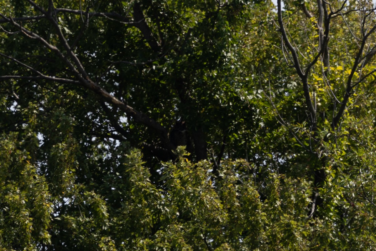 Great Horned Owl - ML642838204