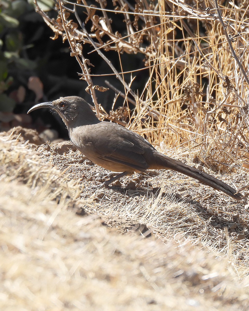 California Thrasher - ML642838205