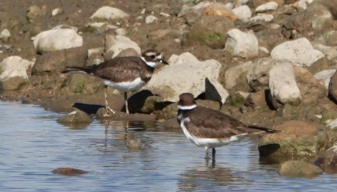 Killdeer - ML642838206
