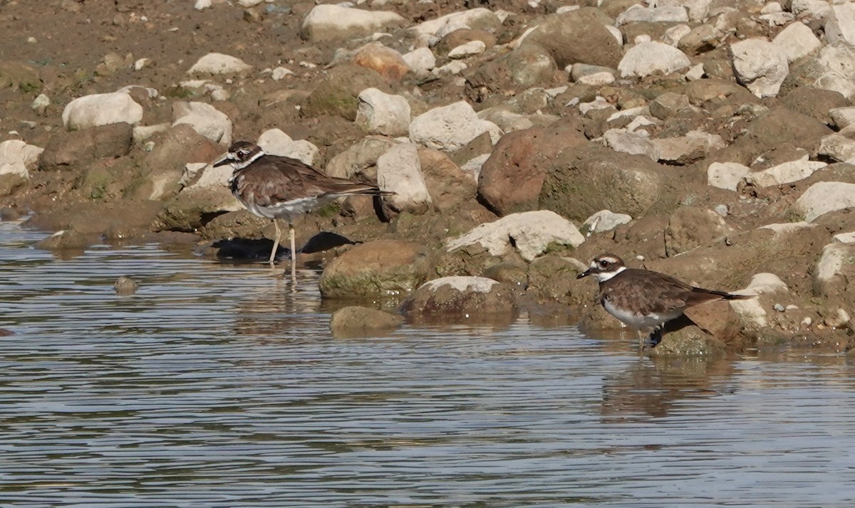 Killdeer - ML642838207