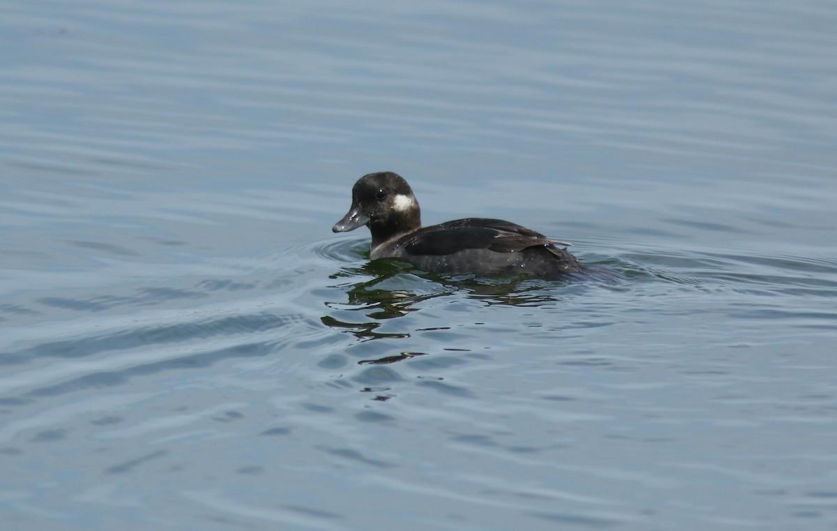 Bufflehead - ML642838210