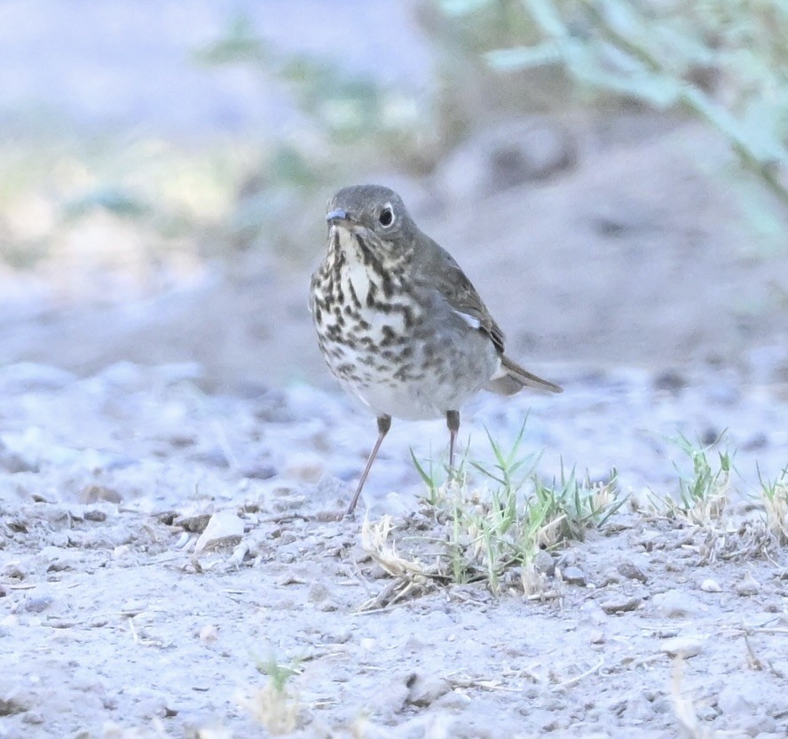 Swainson's Thrush - ML642838211