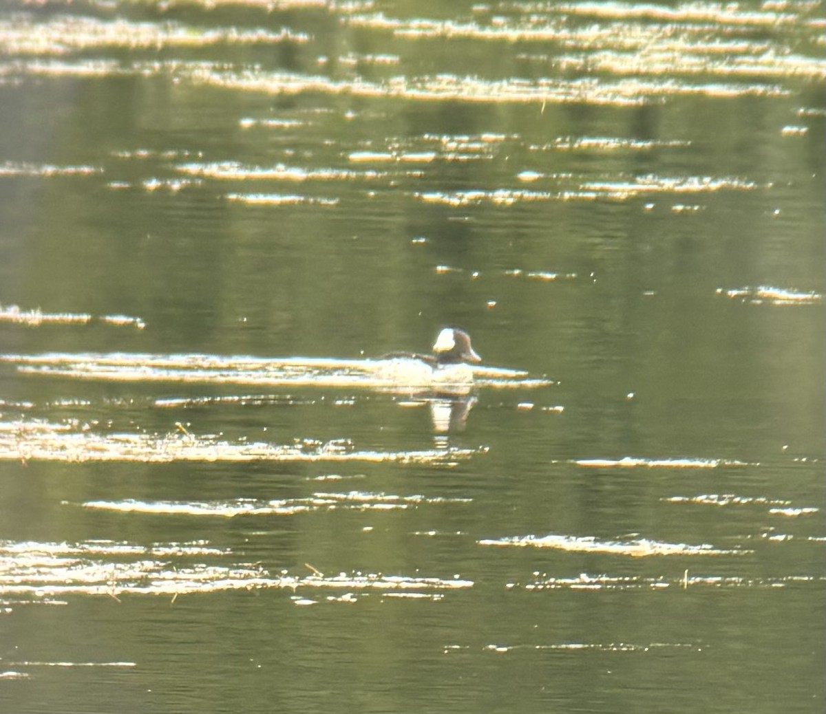 Bufflehead - ML642838217