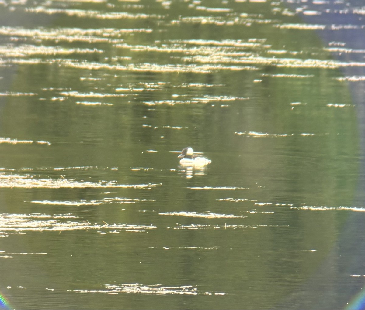 Bufflehead - ML642838218