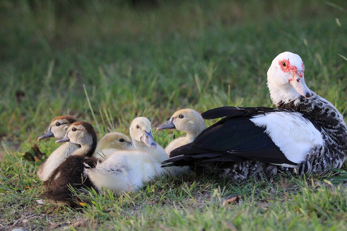 Muscovy Duck (Domestic type) - ML642838219