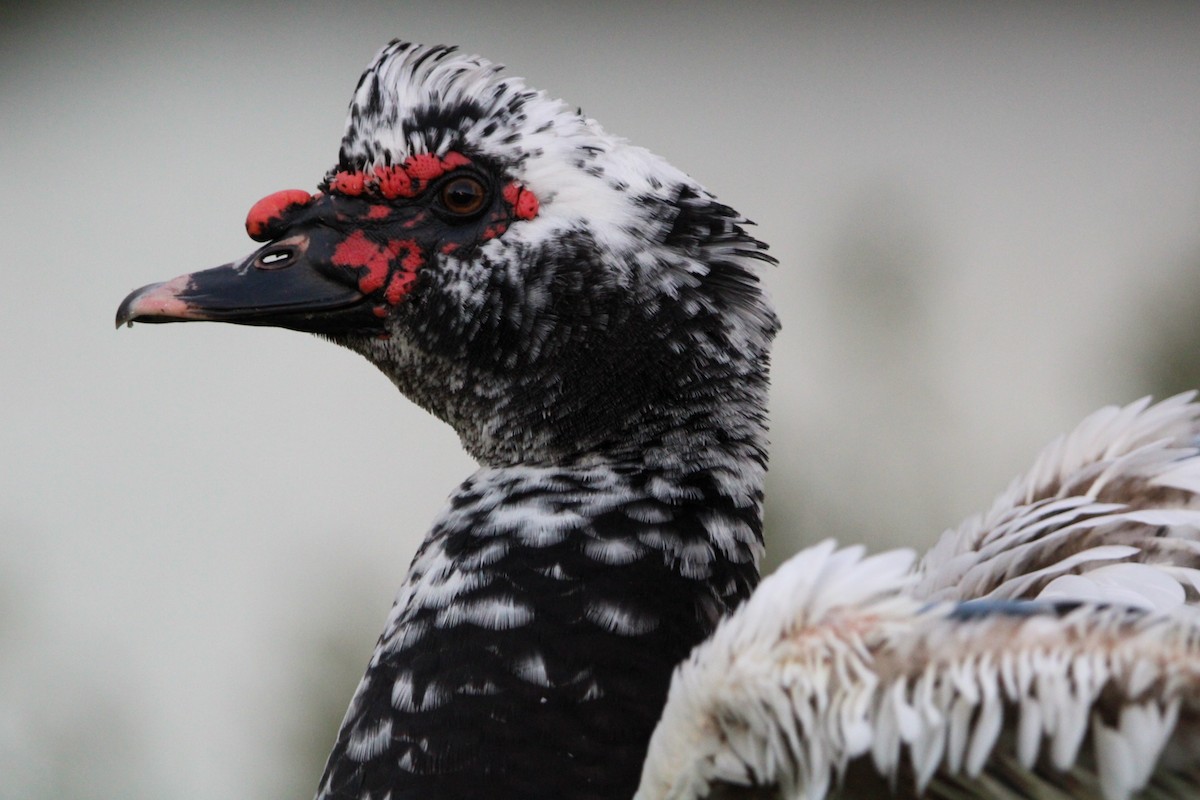 Muscovy Duck (Domestic type) - ML642838220
