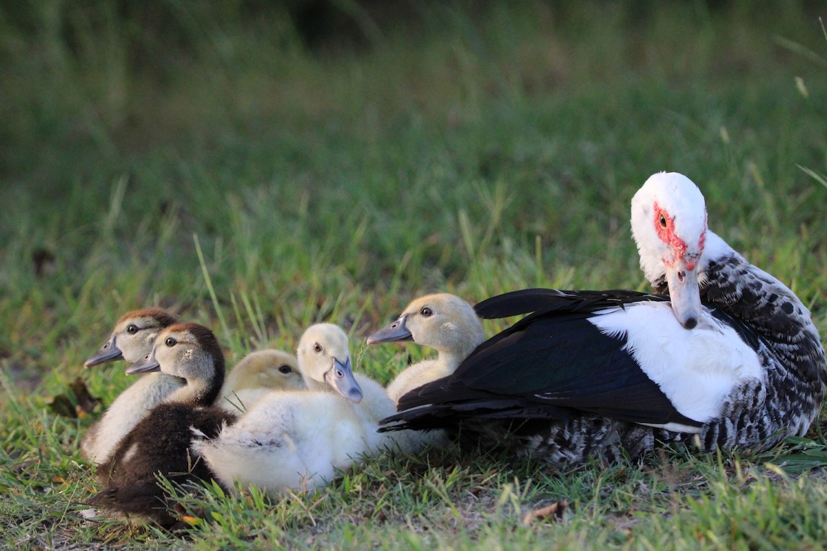Muscovy Duck (Domestic type) - ML642838221