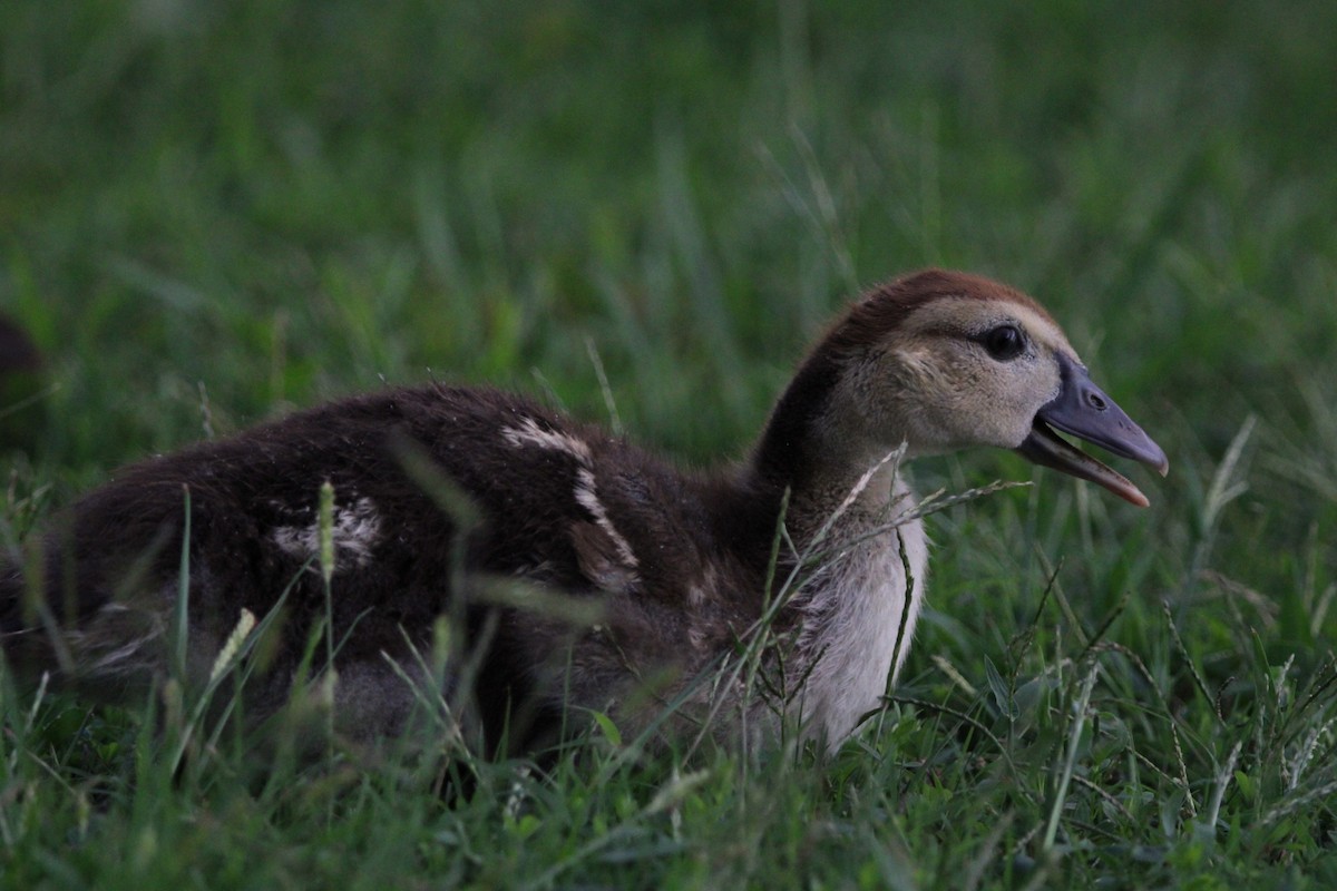 Muscovy Duck (Domestic type) - ML642838222