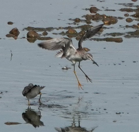 Greater Yellowlegs - ML642838223