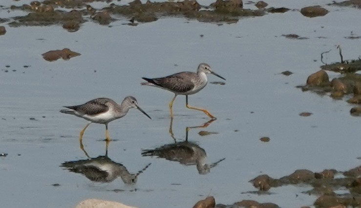 Greater Yellowlegs - ML642838224
