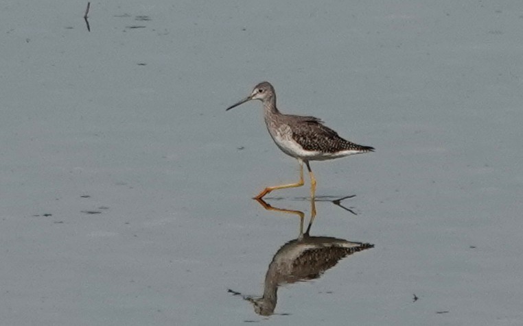 Greater Yellowlegs - ML642838225