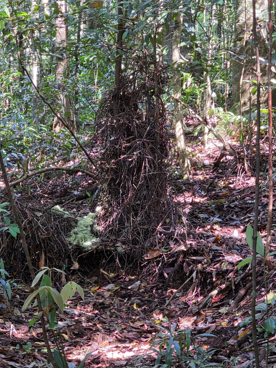 Golden Bowerbird - ML642838228