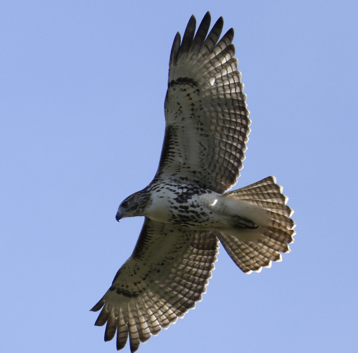 Red-tailed Hawk - ML642838229