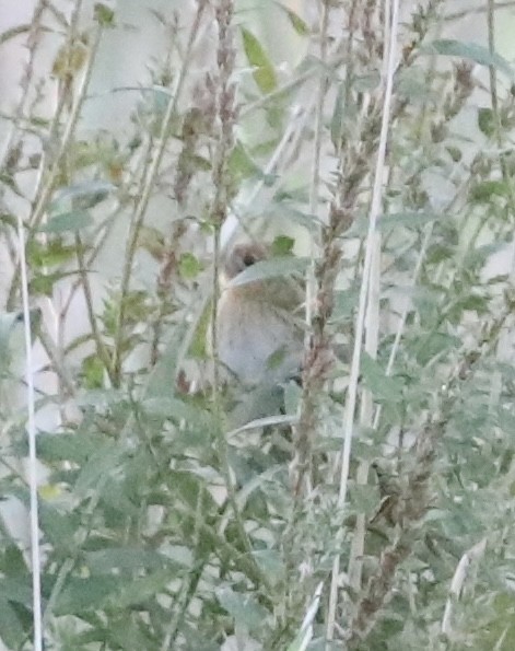 LeConte's Sparrow - ML642838230
