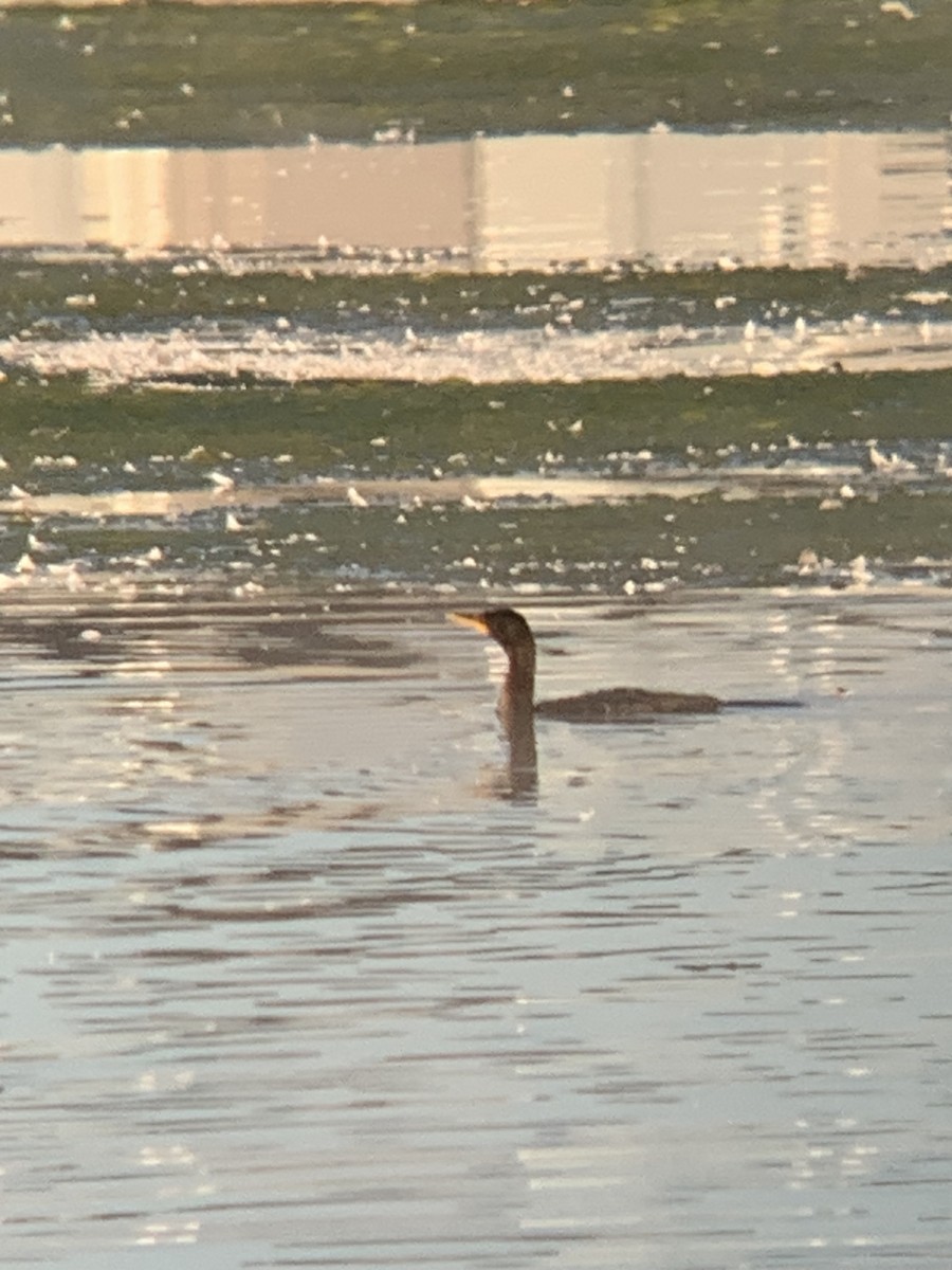 Double-crested Cormorant - ML642838231