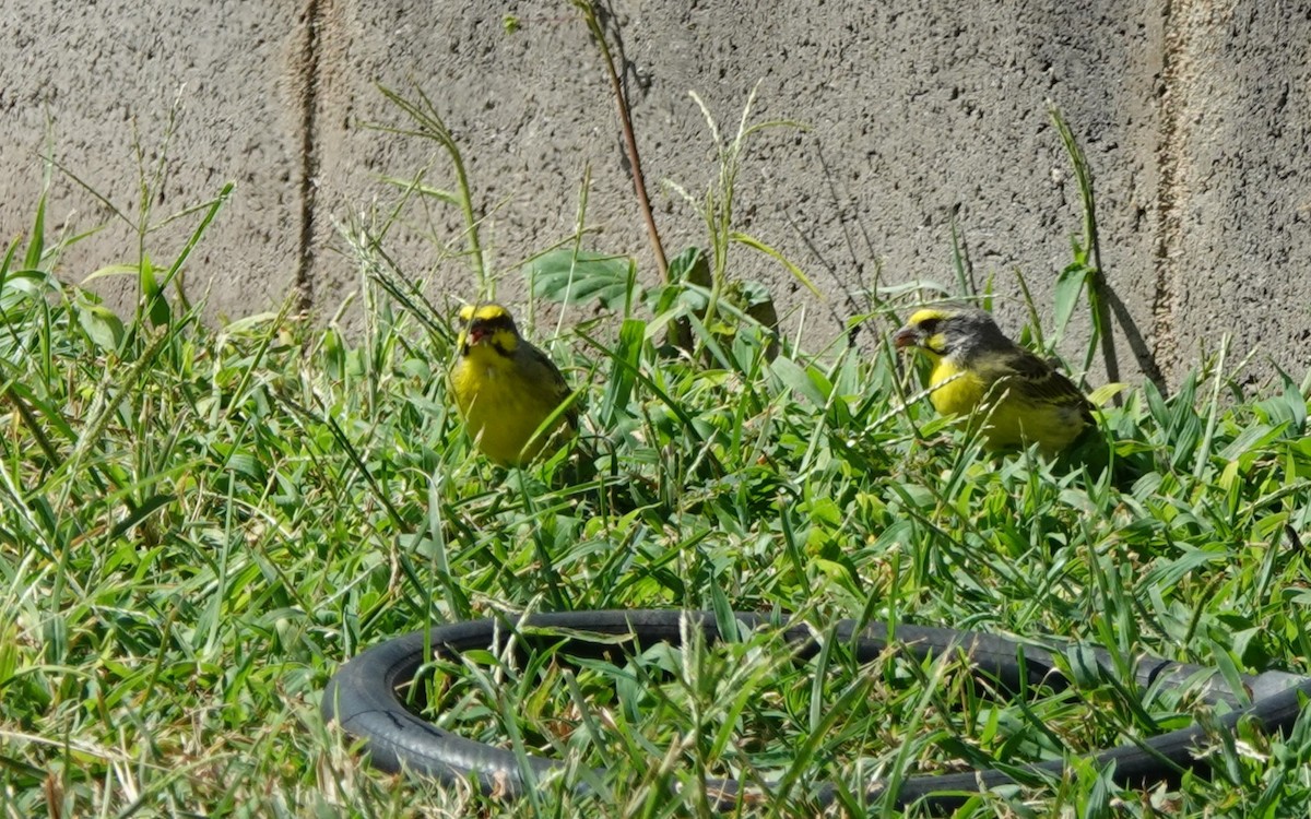 Yellow-fronted Canary - ML642838232