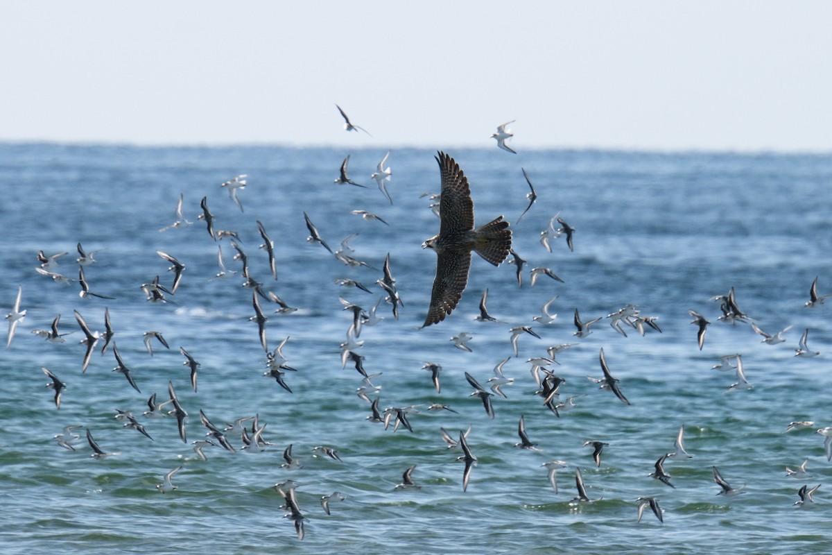 Peregrine Falcon - ML642838234