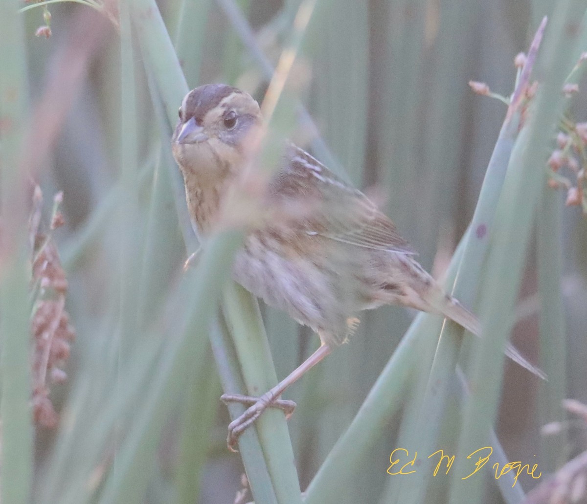 Nelson's Sparrow - ML642838236