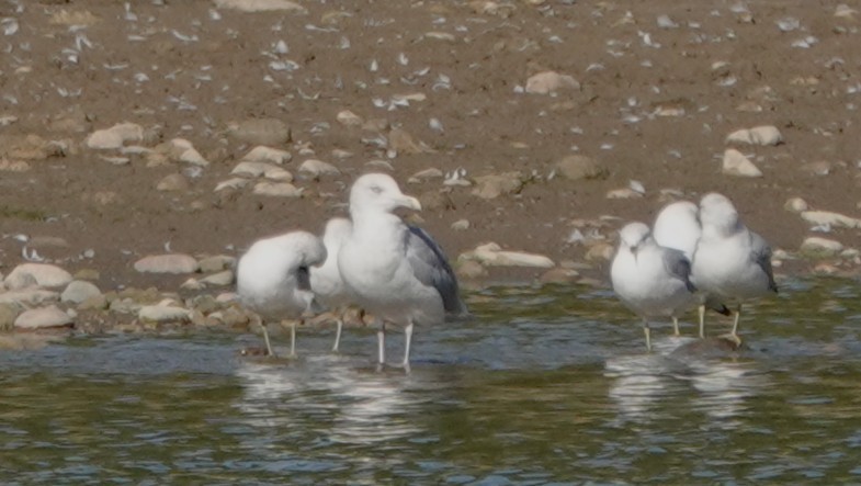 American Herring Gull - ML642838238