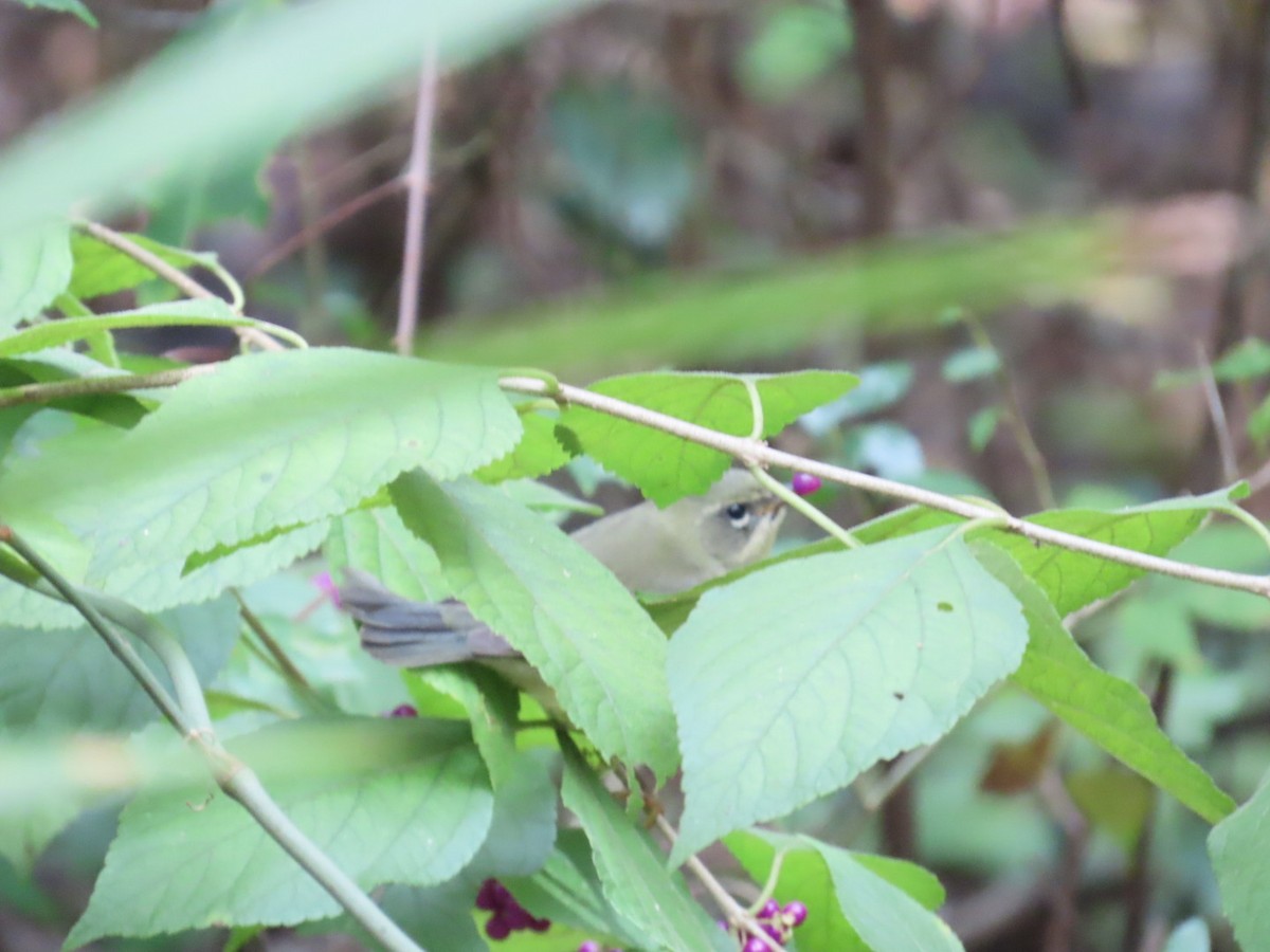 Black-throated Blue Warbler - ML642838243