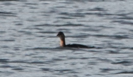 Pied-billed Grebe - ML642838245