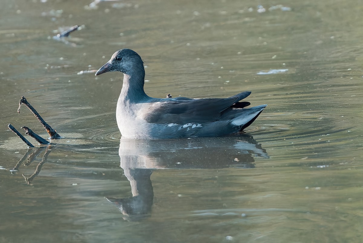 Common Gallinule - ML642838261