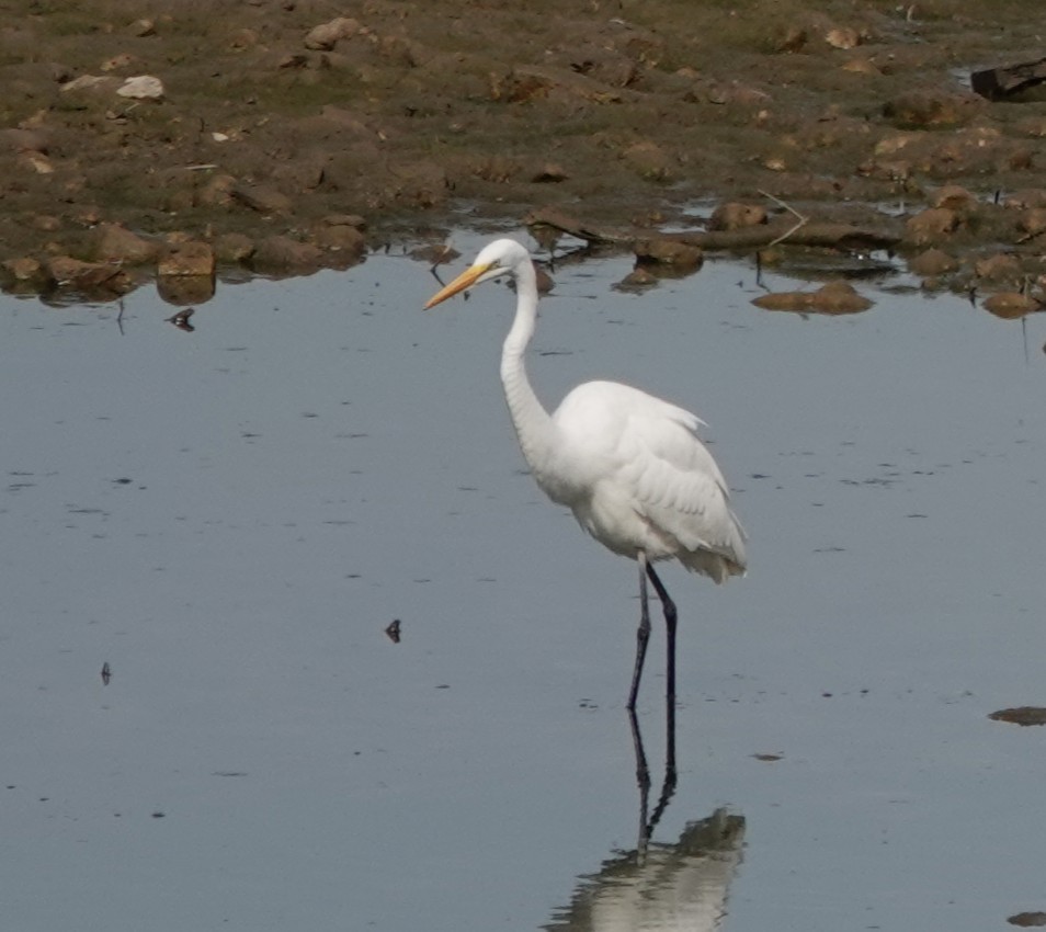 Great Egret - ML642838262