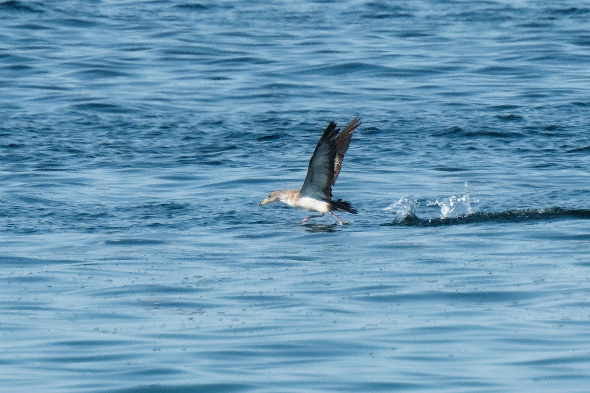 Cory's Shearwater - ML642838263