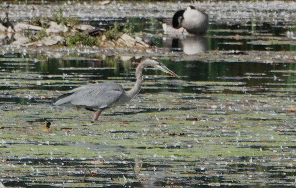 Great Blue Heron - ML642838272