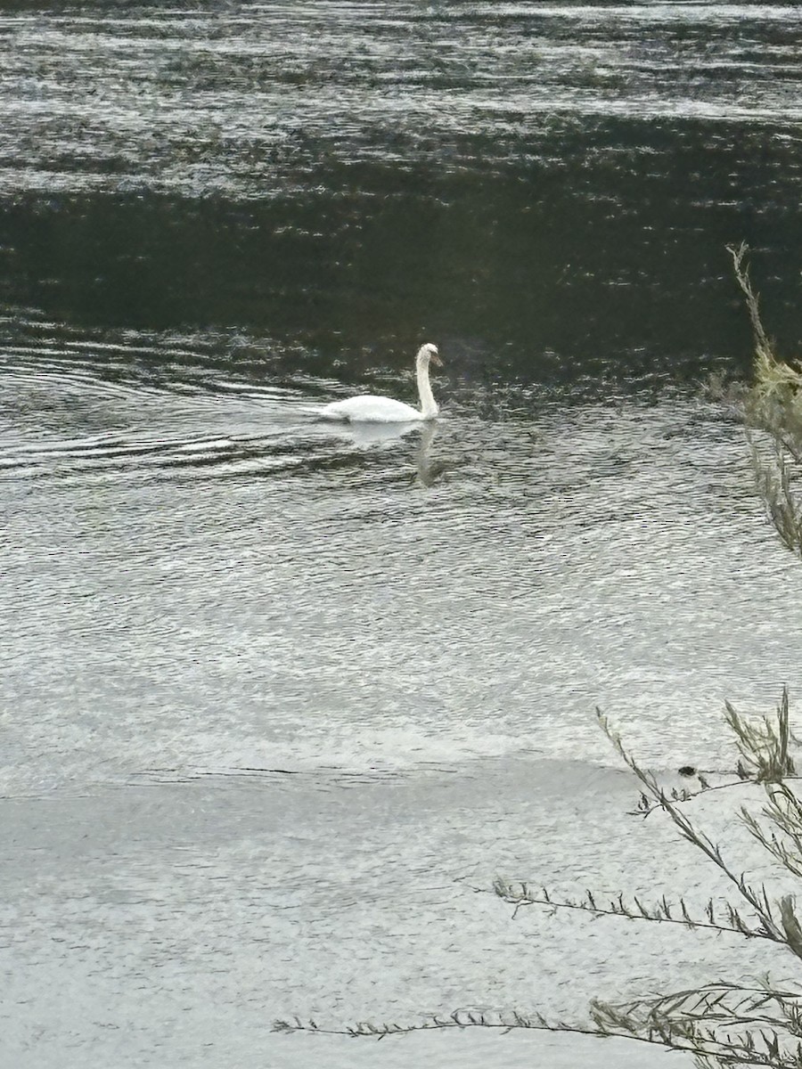 Cygne tuberculé - ML642838284