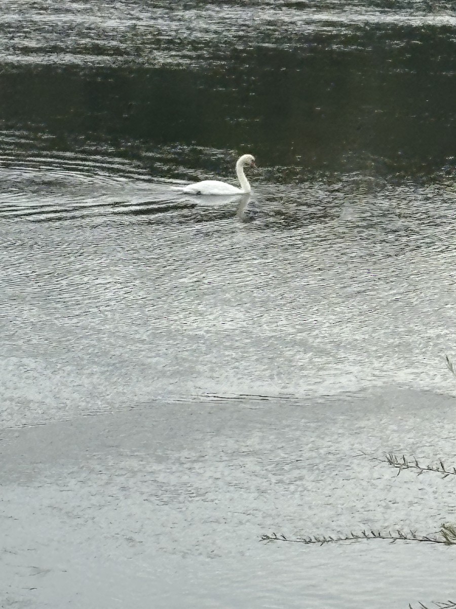 Cygne tuberculé - ML642838285