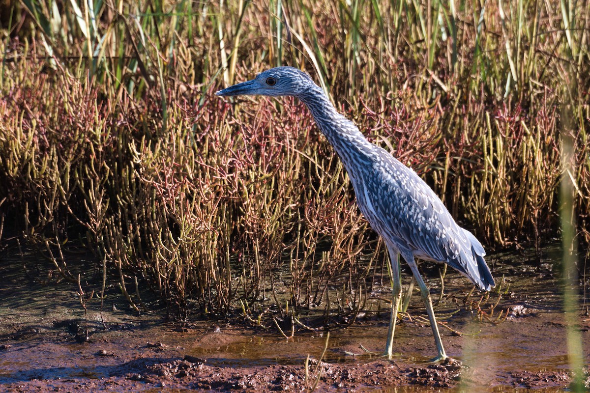 Yellow-crowned Night Heron - ML642838297
