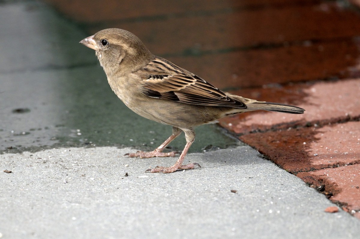 Moineau domestique - ML642838305