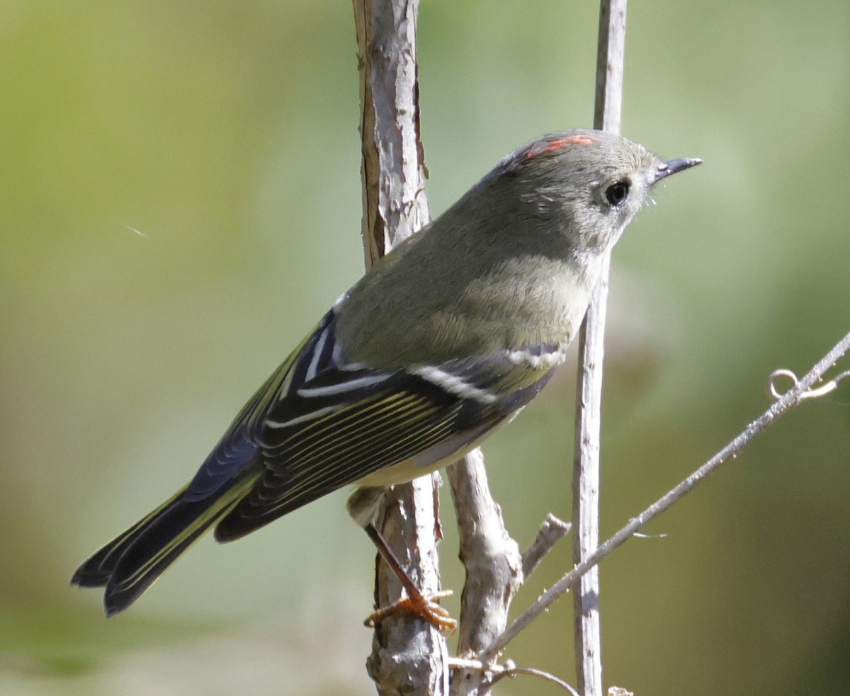 Roitelet à couronne rubis - ML642838307
