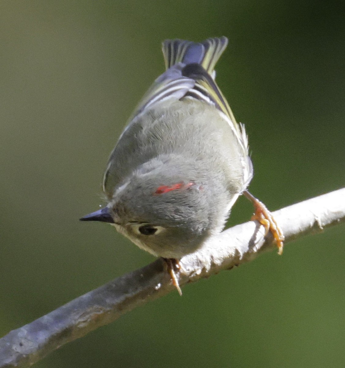 Roitelet à couronne rubis - ML642838308