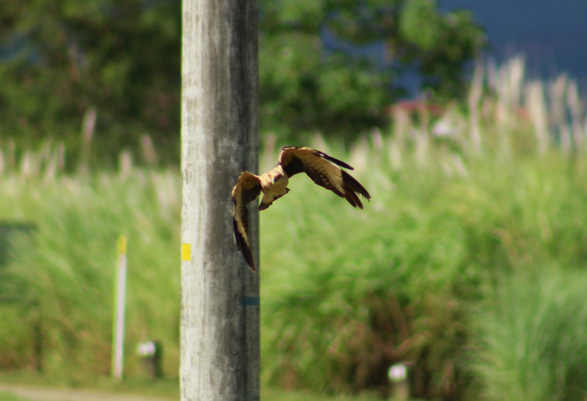 Yellow-headed Caracara - ML642838328