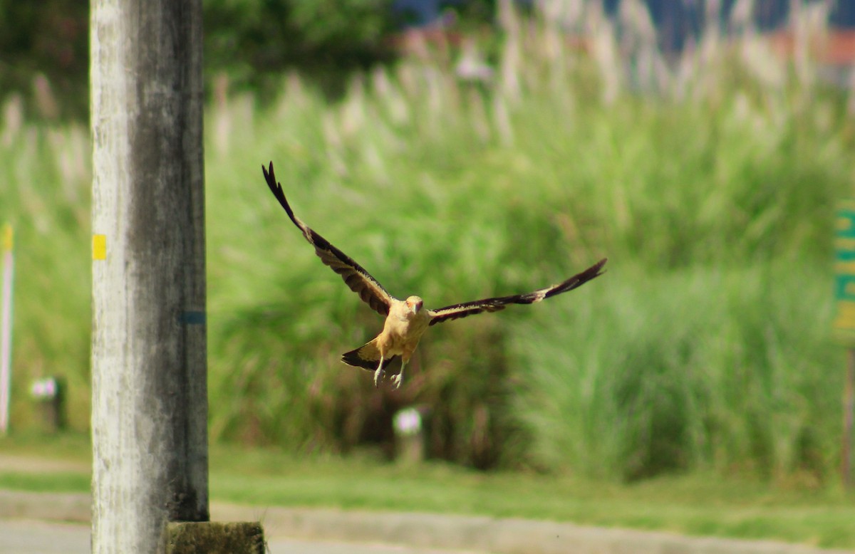 Yellow-headed Caracara - ML642838329