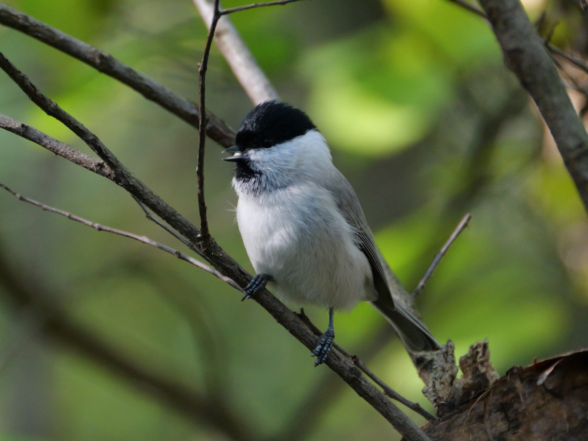 Marsh Tit - ML642838330
