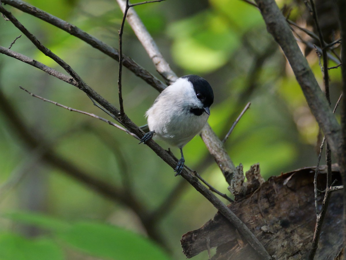 Marsh Tit - ML642838331