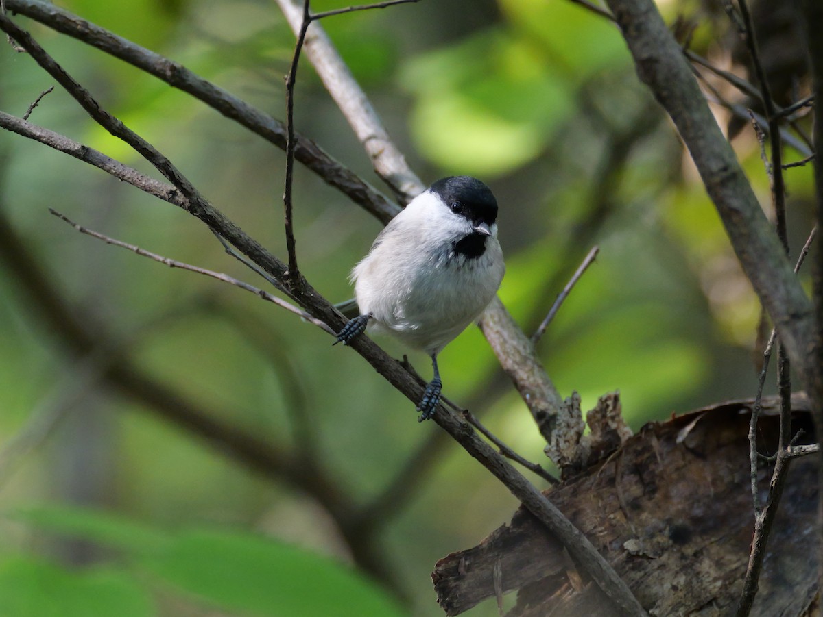 Marsh Tit - ML642838332